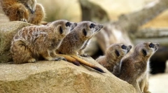 Emlősök. Épület és jellemzők