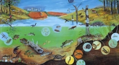 Különböző organizmusok. A szisztematika alapjai