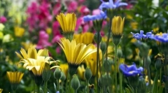 Különböző növények. Osztályozás