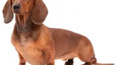 Divatfajták kutyák 2019-ben: a divat áldozatokat igényel