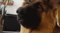 Divatfajták kutyák