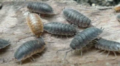 Zene: leírás, megjelenés és életmód