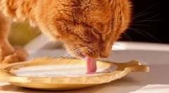 Tejtermékek és macska tojás