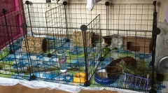 Tengerimalacellátás és tartalom