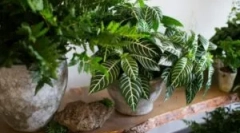 Moska a szobai színekben: miért kezdje meg és hogyan kell kezelni