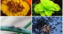 Moshki a zöldségeken az ország területén