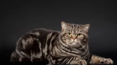 Márvány szín a brit macskákból: az ellátás megjelenésének és sajátosságainak története