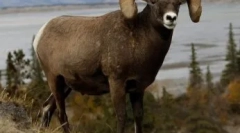 Muflons természetes körülmények között és tartalma a madárvállalkozásokban