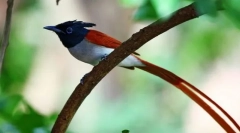 Mukholovka paradicsom