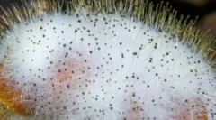 Morko: leírás, jellemzők és reprodukció