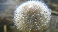 Mukorovy gomba és penicill