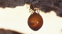 Hangya - honey hordó