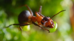 Hangya vörös erdei hangyák