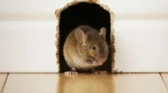 Egerek egy keretházban és a rágcsálók védelme