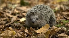 Milyen állatok nem működnek mérgek?