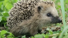 Milyen állat nem dolgozik mérgeket?