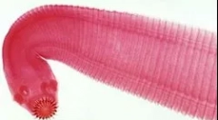 Az emberek leggyakoribb típusai