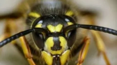 Os támadás és harapáskezelés