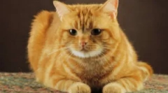 Népi jogorvoslatok a bolha macskákból