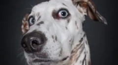 Népi jogorvoslatok az otthoni bolhákból