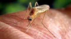 Népi jogorvoslatok a szúnyogoktól