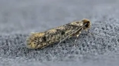 Népi jogorvoslatok molia-tól a házban