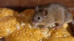 Népi jogorvoslatok az egerekből a házban