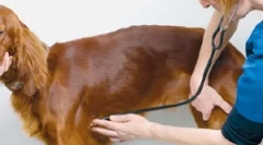 Szív ritmus megsértése vagy arrhythmia