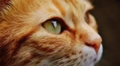 Kültéri és belső paraziták macskákban