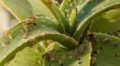 Rovarok beltéri virágok és virágcserepek