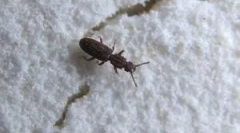 Rovarok lisztben és croupban