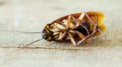 Nyári alkohol, mint a csótányok