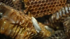 Viasz moth tinktúra és kivonat