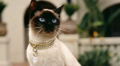 A macskákban a pubertás sértése