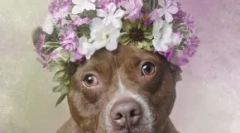 Nem olyan szörnyű: 30 aranyos fénykép a pit buli-ról