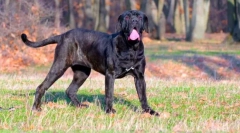 Neapolitan mastiff (fotó): grozny őr jó lélekkel