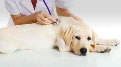 A vizelet inkontinenciája a kutyában: okok, kezelés, megelőzés