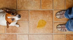 Vizelettartási nehézség