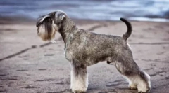 Olcsó kutyák középső mérete: leírás és fotók