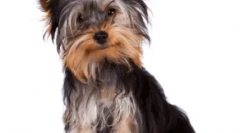 Nem blokkfajták kutyák