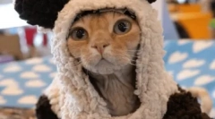 Német rex: tajtárgyak