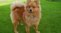 Német spitz (fotó): jókedvű és szentelt barát