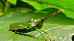 A rovarok szokatlan formái