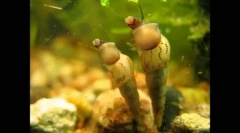 Az akvárium szokatlan és olcsó lakosai