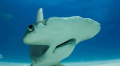 Szokatlan és vicces halnevek