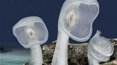 A tengeri mélységek szokatlan lakói