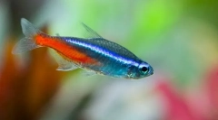 Neonok (paracheirodonidae)