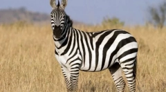 Nem parunning állatok