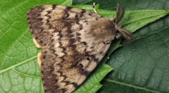 Kicsomagolása selyemhernyó