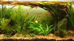 Készenléti halak és növények az otthoni akváriumhoz: a vízvezetékek alapjai